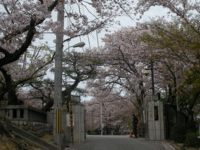 桜情報2010＠西宮