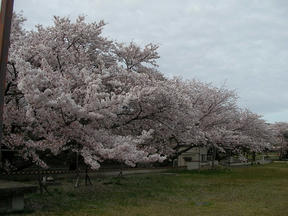 桜情報2010＠越水