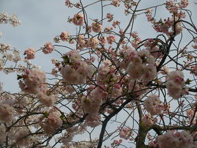 桜情報2010＠越水