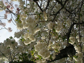 桜情報2010＠越水
