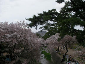 桜情報2010＠夙川