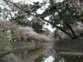 桜情報2010＠夙川