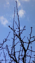 満池谷の桜2011