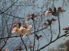 桜前線2011＠越水浄水場