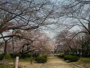 桜前線2011＠越水浄水場