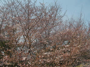 桜前線2011＠越水浄水場