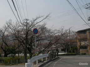 桜前線2011＠西宮・六軒