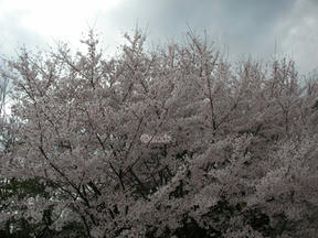 桜前線2011＠越水浄水場