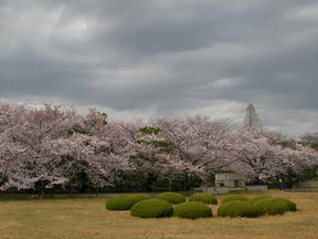 桜前線2011＠越水浄水場