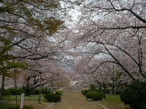 桜前線2011＠越水浄水場