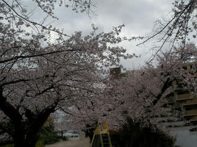 桜前線2011＠西宮・六軒