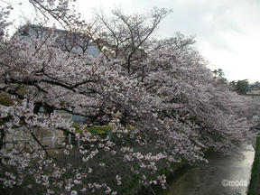 桜前線2011＠西宮・六軒