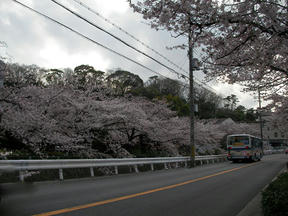 桜前線2011＠西宮・六軒