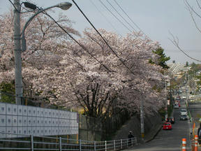 桜前線2011＠西宮・大池
