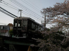 桜情報2011＠夙川