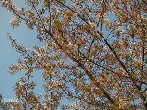 桜情報2011＠夙川