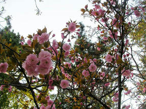 桜情報2011＠夙川
