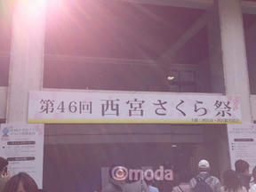 桜情報2012＠夙川
