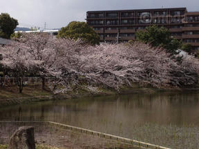 桜情報2012＠夙川