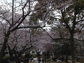 桜情報2012＠夙川