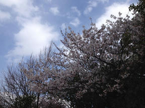桜情報2012＠夙川