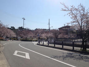 桜前線2012＠越水浄水場