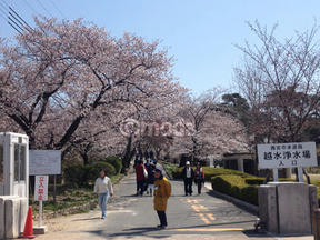 桜前線2012＠越水浄水場