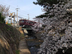 桜情報2012＠夙川・苦楽園口