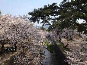 桜情報2012＠夙川・苦楽園口