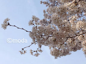 桜情報2011＠夙川・苦楽園口