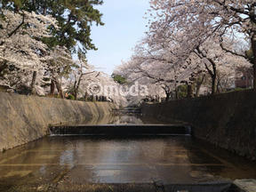 桜情報2012＠夙川・苦楽園口