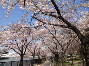 桜情報2012＠大阪市都島区