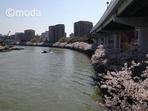 桜情報2012＠大阪市都島区