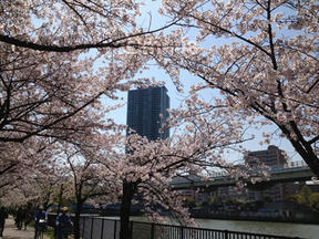 桜情報2012＠大阪市都島区