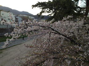 桜前線2012＠西宮・夙川