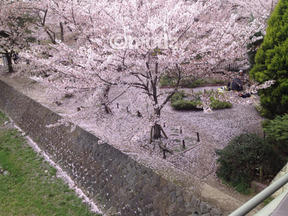 桜前線2012＠西宮・夙川