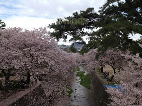 桜前線2012＠西宮・夙川