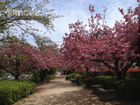 桜前線2012＠西宮・六軒