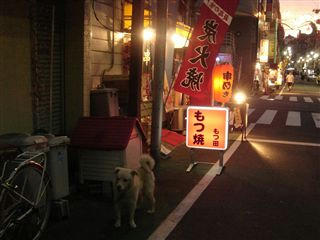 もつ田前の犬