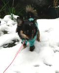 chiwawa.jpg