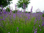 20100703-018.jpg