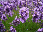 20100703-065.jpg