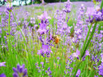 20100703-069.jpg