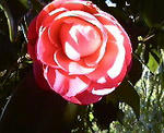 200802071010000.jpg