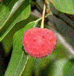DSC_200067-1.gif
