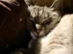 CIMG0377.JPG