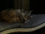 CIMG0388.JPG