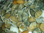 DSC00015.jpg