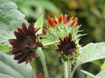 PICT0003.JPG