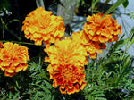 PICT0021.JPG